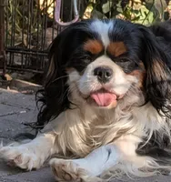 Blue too, a male Cavalier King Charles Spaniel for sale in Arroyo Grande, CA – Photo 1 of 6