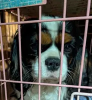 Blue too, a male Cavalier King Charles Spaniel for sale in Arroyo Grande, CA – Photo 6 of 6