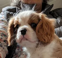 Sammie , a male Cavalier King Charles Spaniel for sale in Arroyo Grande, CA – 3 of 4