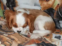 Sammy, a male Cavalier King Charles Spaniel for sale in Arroyo Grande, CA – 3 of 3