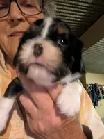Ralphie, a male Cavalier King Charles Spaniel for sale in Arroyo Grande, CA – 2 of 4