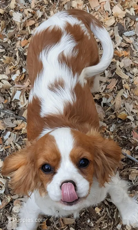 Sadie – Cavalier King Charles Spaniel puppy for sale in Arroyo Grande, CA