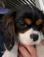 JackJack, a male Cavalier King Charles Spaniel for sale in Arroyo Grande, CA – Photo 1 of 3