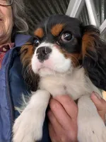 JackJack, a male Cavalier King Charles Spaniel for sale in Arroyo Grande, CA – Photo 2 of 3