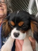 JackJack, a male Cavalier King Charles Spaniel for sale in Arroyo Grande, CA – Photo 3 of 3