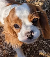 Sallie , a female Cavalier King Charles Spaniel for sale in Arroyo Grande, CA – Photo 2 of 2