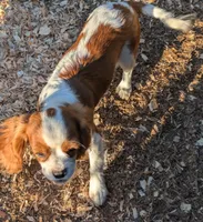 Sallie , a female Cavalier King Charles Spaniel for sale in Arroyo Grande, CA – Photo 1 of 2