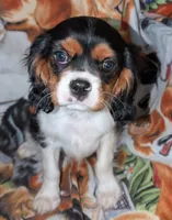Henry , a male Cavalier King Charles Spaniel for sale in Arroyo Grande, CA – 1 of 2