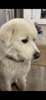 Millie May, a female German Shepherd Dog and Great Pyrenees for sale in Mosinee, WI – 2 of 2