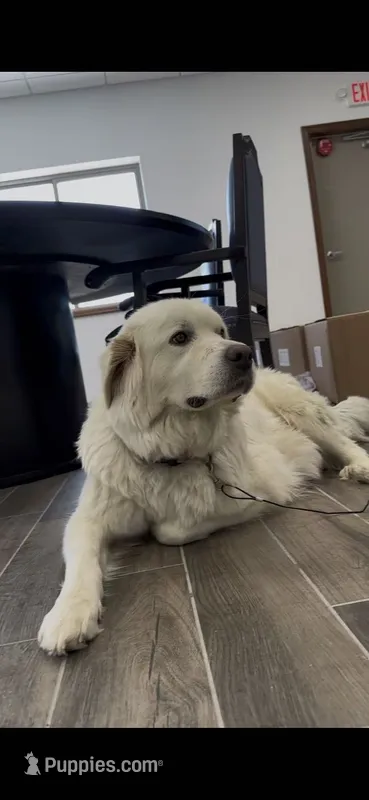 Millie May – German Shepherd Dog, Great Pyrenees puppy for sale in Mosinee, WI