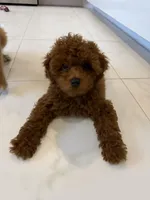 Bailey, a female Miniature Goldendoodle for sale in Boca Raton, FL – Photo 2 of 4