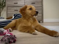 Ollie, a male Miniature Goldendoodle for sale in Boca Raton, FL – Photo 4 of 6