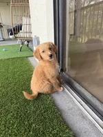 Ollie, a male Miniature Goldendoodle for sale in Boca Raton, FL – Photo 5 of 6