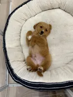 Ollie, a male Miniature Goldendoodle for sale in Boca Raton, FL – Photo 3 of 6