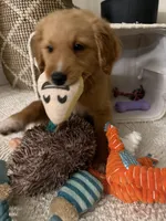 Ollie, a male Miniature Goldendoodle for sale in Boca Raton, FL – Photo 2 of 6