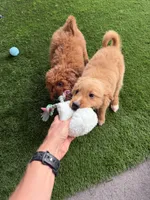 Ollie, a male Miniature Goldendoodle for sale in Boca Raton, FL – Photo 6 of 6