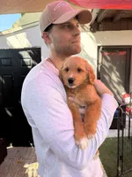 Ollie, a male Miniature Goldendoodle for sale in Boca Raton, FL – Photo 1 of 6