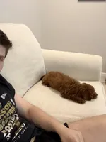 Bailey, a female Miniature Goldendoodle for sale in Boca Raton, FL – Photo 4 of 4