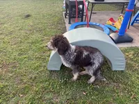Prince, a male Goldendoodle for sale in Cedar Hill, TX – Photo 8 of 8