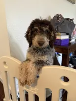 Prince, a male Goldendoodle for sale in Cedar Hill, TX – Photo 1 of 8