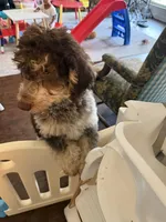 Prince, a male Goldendoodle for sale in Cedar Hill, TX – Photo 3 of 8