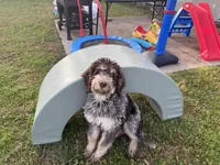 Prince, a male Goldendoodle for sale in Cedar Hill, TX – Photo 6 of 8