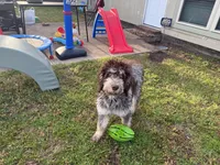 Prince, a male Goldendoodle for sale in Cedar Hill, TX – Photo 7 of 8