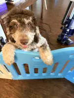 Prince, a male Goldendoodle for sale in Cedar Hill, TX – Photo 4 of 8