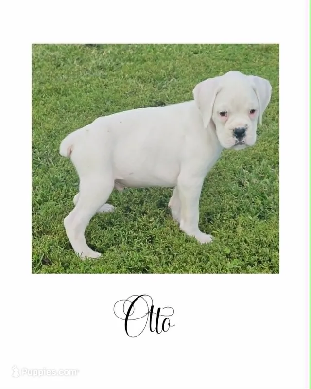 Otto – Boxer puppy for sale in New London, IA