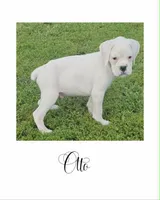Otto, a male Boxer for sale in New London, IA – 1 of 1