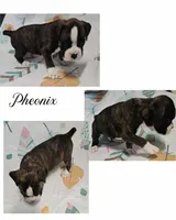 PHEONIX, a male Boxer for sale in New London, IA – Photo 1 of 3