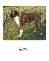 Rocco, a male Boxer for sale in New London, IA – 4 of 4