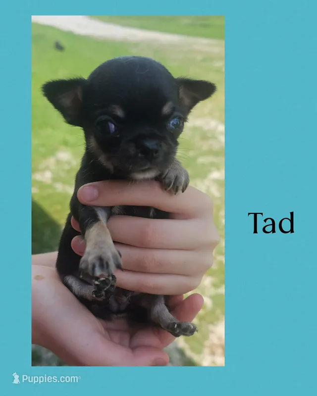 Tad SH – Chihuahua puppy for sale in New London, IA
