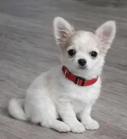 processed/d7071514-71dd-470a-b544-25c036bab607/listing/10129cb9-3654-4dce-9636-a5ea00ec66a8/a7dd38f0-d8e0-484b-9005-a061eebafa33