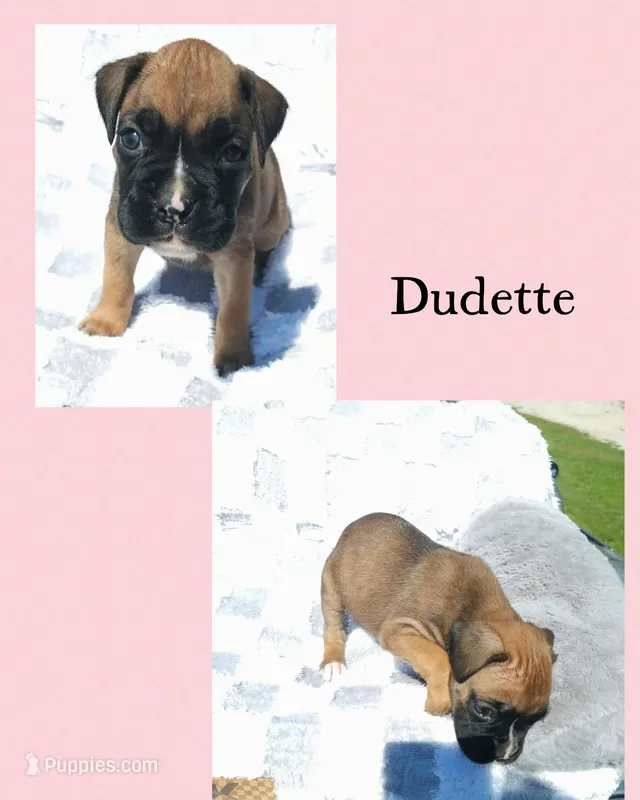 Dudette – Boxer puppy for sale in New London, IA
