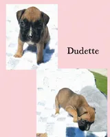 Dudette, a female Boxer for sale in New London, IA – 1 of 3