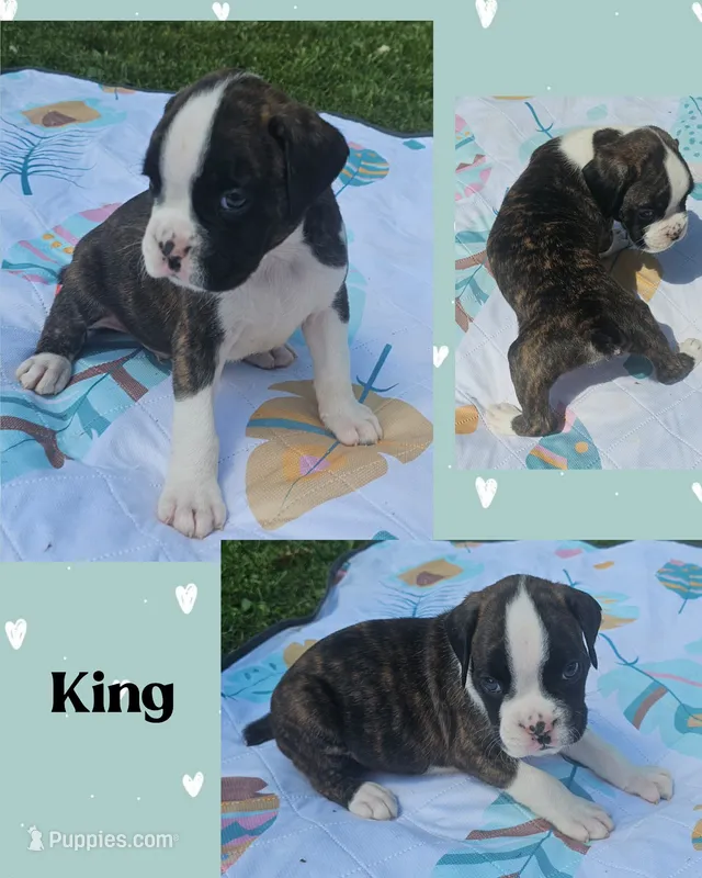 King – Boxer puppy for sale in New London, IA