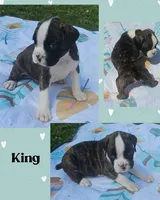 King, a male Boxer for sale in New London, IA – 1 of 3