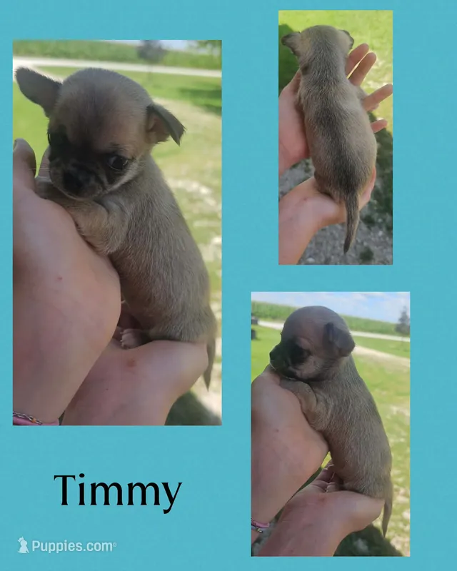 Timmy SH – Chihuahua puppy for sale in New London, IA