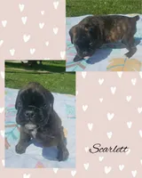 Scarlette, a female Boxer for sale in New London, IA – 1 of 3