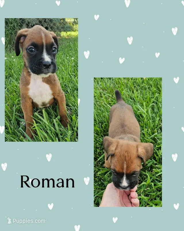 Roman – Boxer puppy for sale in New London, IA