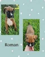 Roman, a male Boxer for sale in New London, IA – 1 of 1