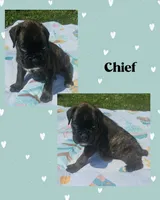 Chief, a male Boxer for sale in New London, IA – 1 of 3