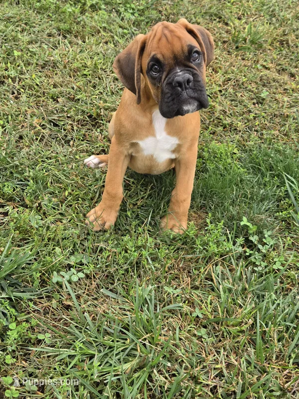 Sarge – Boxer puppy for sale in New London, IA