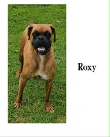 Rader, a male Boxer for sale in New London, IA – 3 of 3