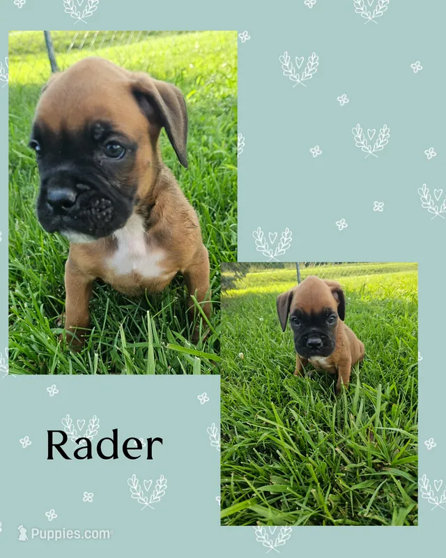 Rader – Boxer puppy for sale in New London, IA