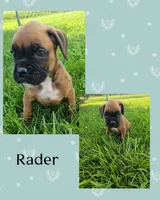 Rader, a male Boxer for sale in New London, IA – 1 of 1