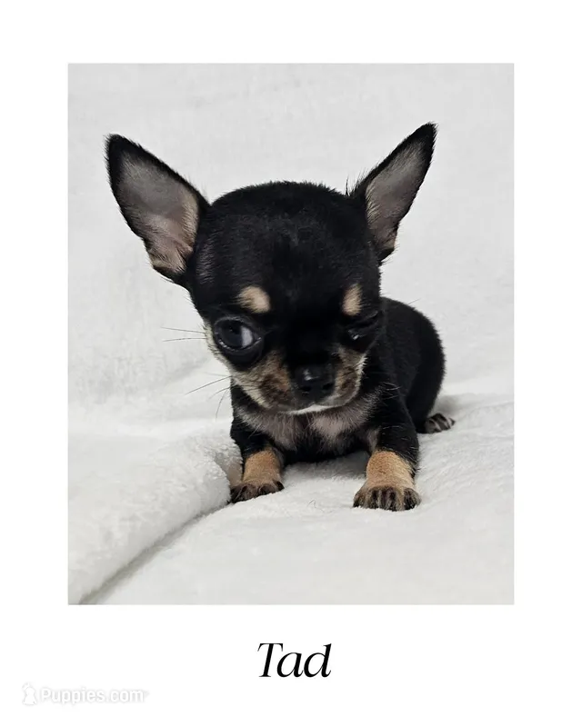 Tad SH – Chihuahua puppy for sale in New London, IA