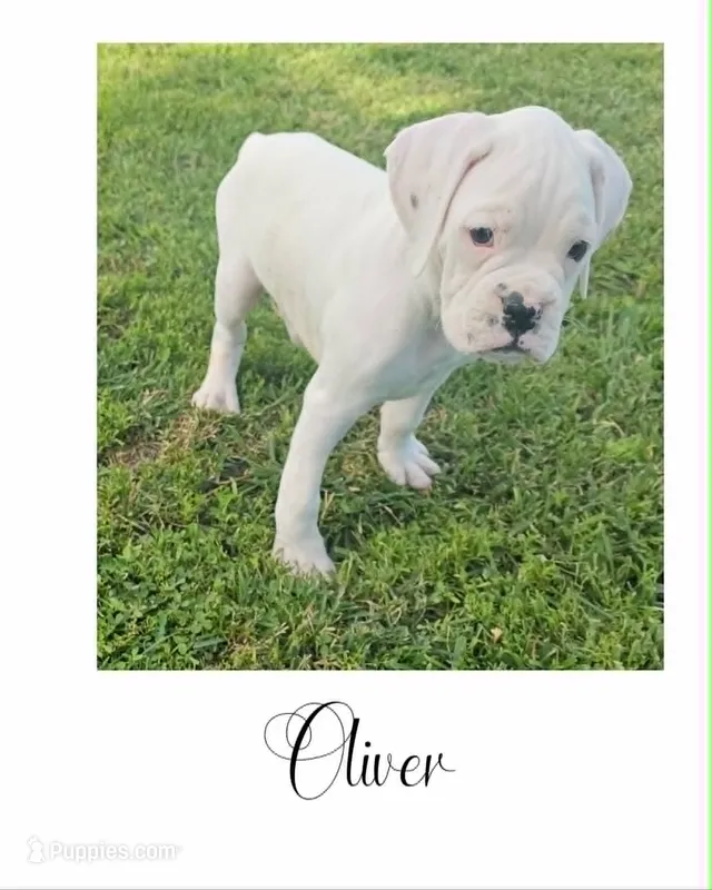 OLIVER  – Boxer puppy for sale in New London, IA
