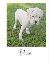 OLIVER , a male Boxer for sale in New London, IA – 1 of 1